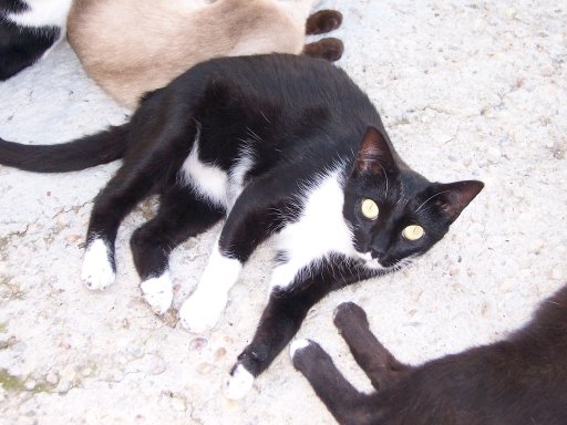 Maja (2007 aprox.), gata hembra adulta en adopcion  (Proyectogato) (Galicia-España) (PE) Gr_377913_3749386_527003