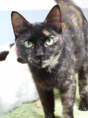 *ADOPTADA!!! Vulcana, gata hembra adulta carey en adopcion (Proyectogato) (Galicia-España) (PE) Gr_377913_3891601_149352