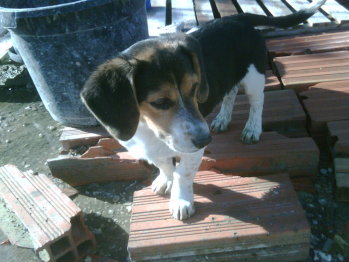 beagles en adopcion o regalados - Página 4 Vi_72182_4281459_792299