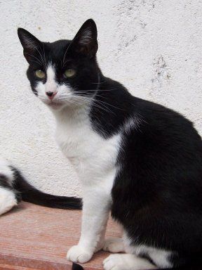 *Ada, gata hembra blanca y negra adulta en adopcion (Proyectogato) (Galicia-España) (PE) Gr_377913_3629882_901950