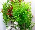 ملف خاص عن تربيه اسماك الزينه (مكونات الاحواض - الاسماك وانواعها - التربيه والاسعار )  Aquarium-plants-125x125