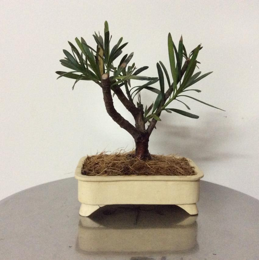 Shohin bonsai - Podocarpus macrophyllus  20171646e312-04fc-421f-882a-6421c4478aa5