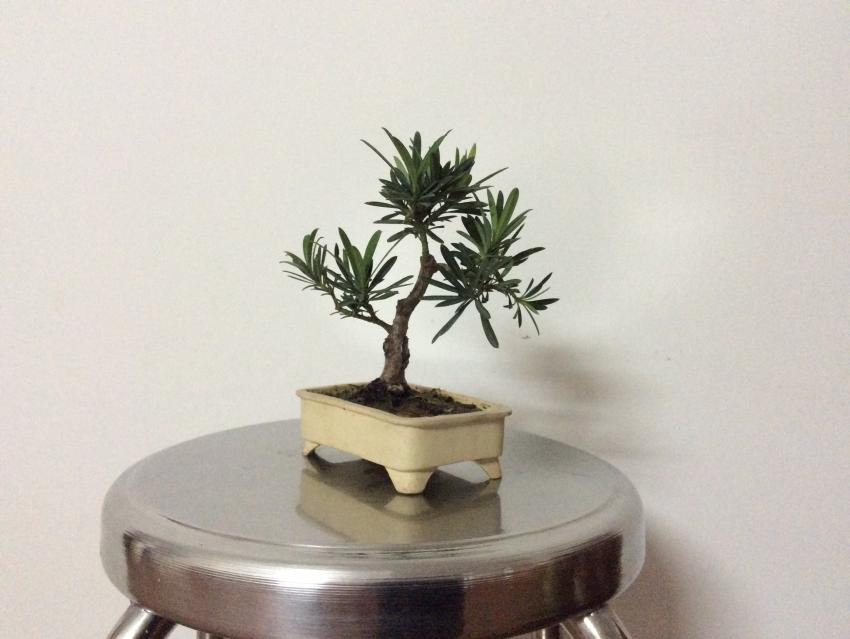 Shohin bonsai - Podocarpus macrophyllus  201727bb0b63-3d83-4f5f-9e2f-a25c11bdaa49