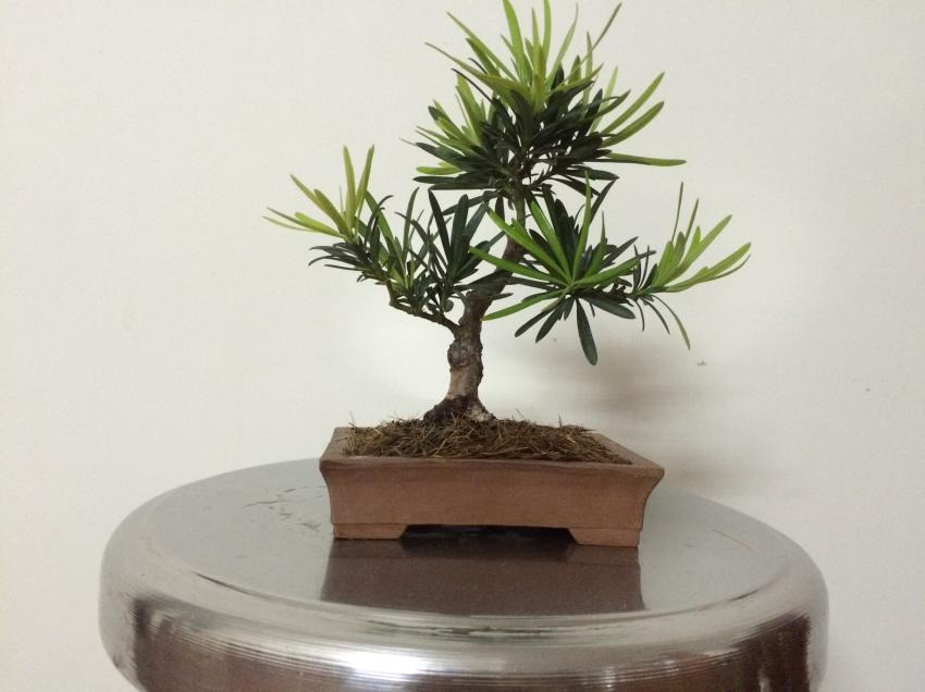 Shohin bonsai - Podocarpus macrophyllus  20172dc6b164-4717-4609-a597-5295b8f548ca