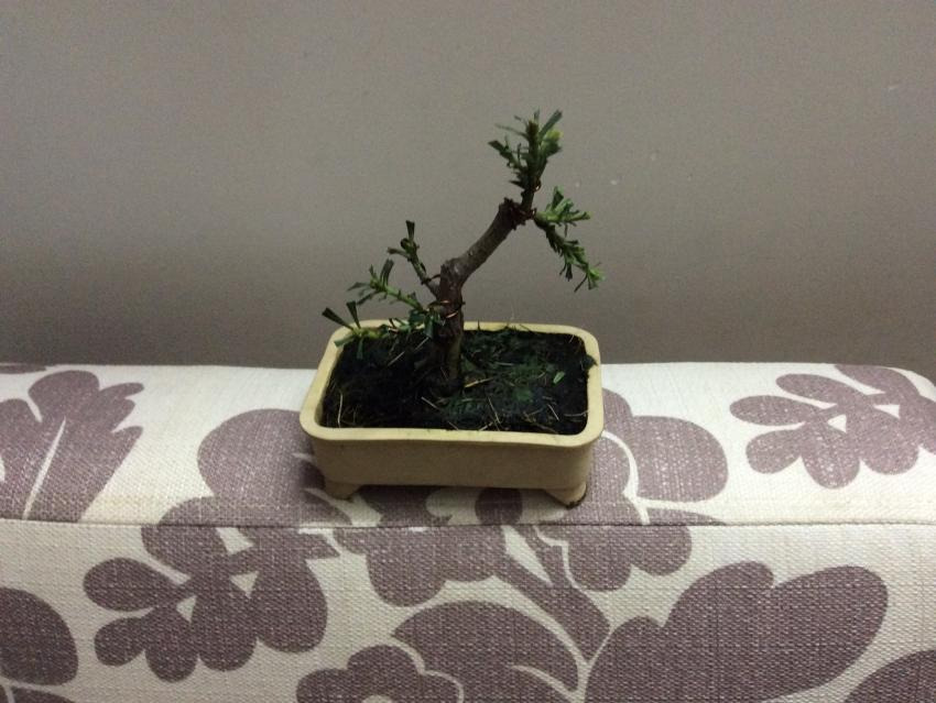 Shohin bonsai - Podocarpus macrophyllus  20173d9f5205-8b23-4a84-87ec-46f25b978935