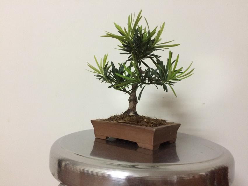 Shohin bonsai - Podocarpus macrophyllus  201740d68988-5ffa-4194-a5af-d222663b9dba