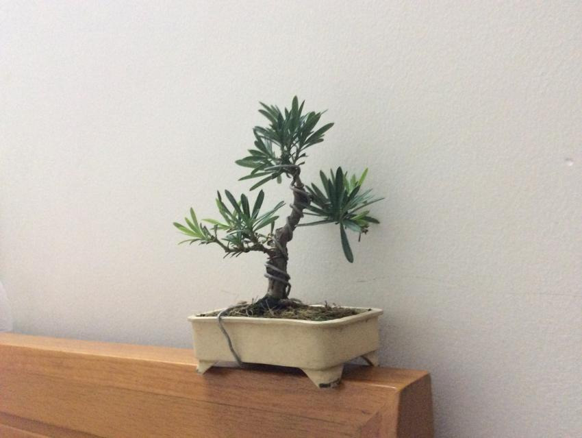 Shohin bonsai - Podocarpus macrophyllus  201756709c03-4ffa-4cf8-a2e3-91ba514317cd