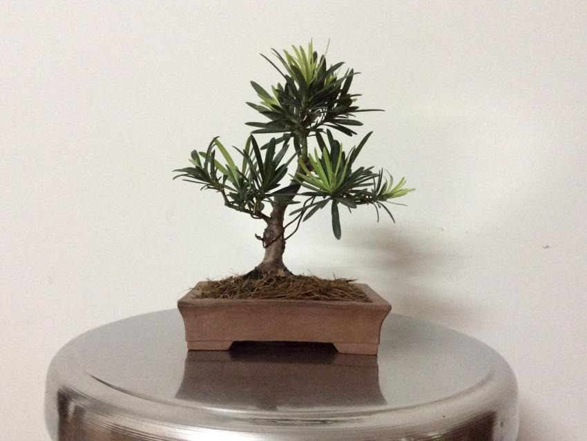 Shohin bonsai - Podocarpus macrophyllus  201764f99057-6ea6-4785-8c9c-1116a77b4fbc