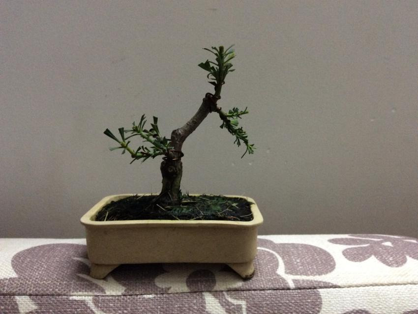 Shohin bonsai - Podocarpus macrophyllus  20176e584155-004b-49be-8ea1-f73a57b1a679
