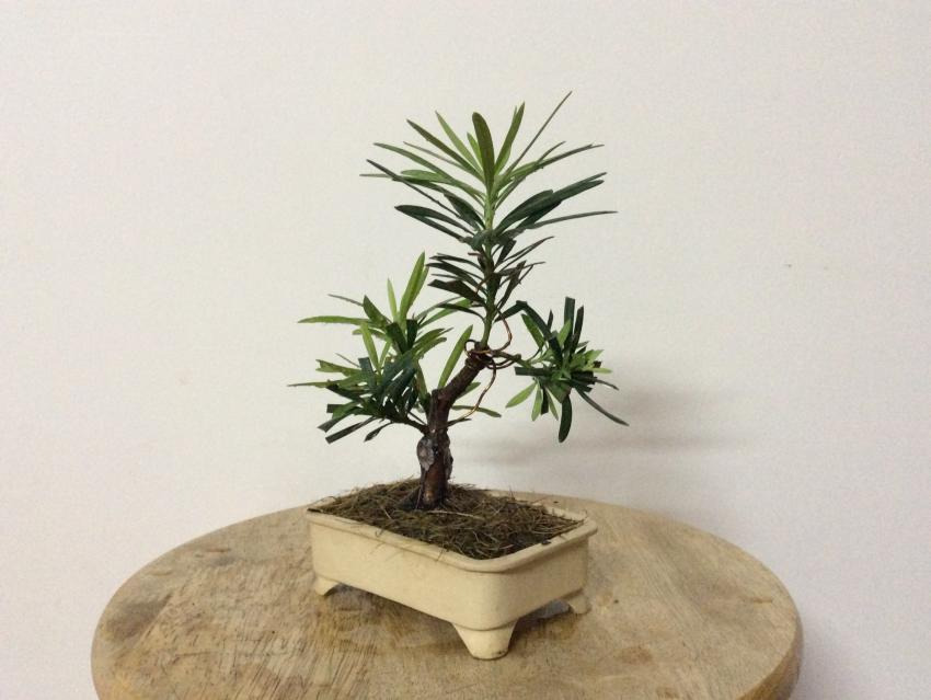Shohin bonsai - Podocarpus macrophyllus  201791da2363-0fd4-47ae-81e0-ba98ab15c56a