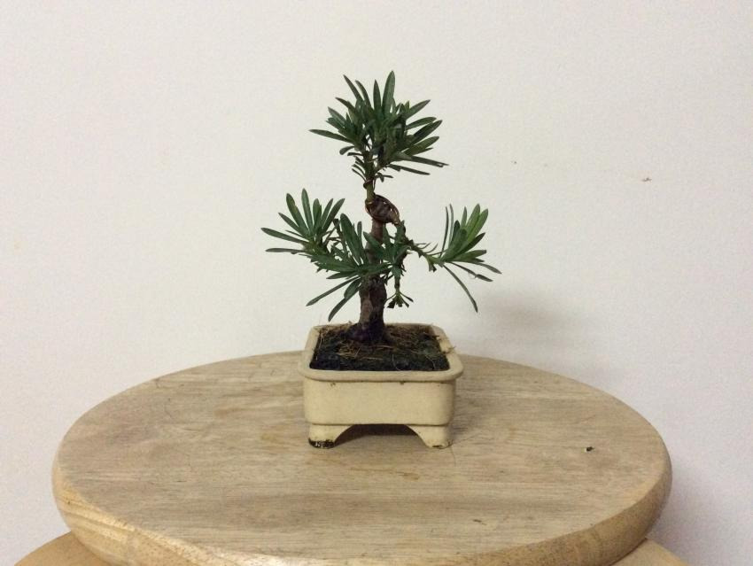 Shohin bonsai - Podocarpus macrophyllus  20179d924243-23cd-455e-8352-47bdb933a110