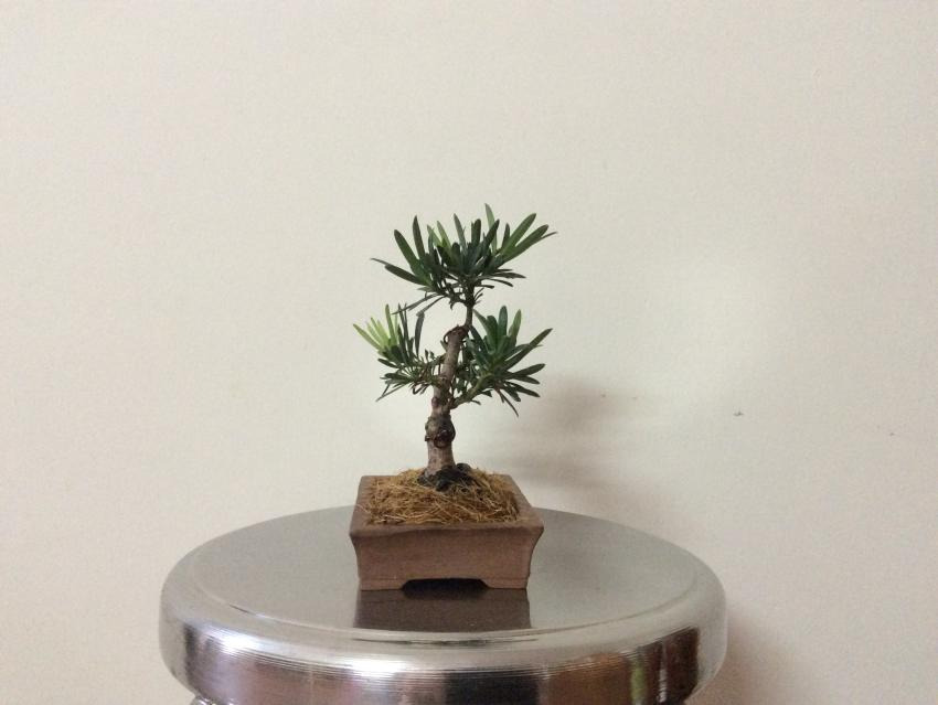 Shohin bonsai - Podocarpus macrophyllus  2017b42123eb-2bc0-4844-bf7f-ba5e2452d902