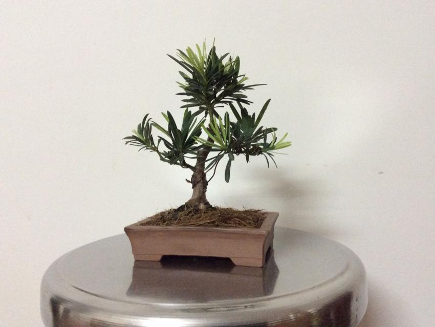 Shohin bonsai - Podocarpus macrophyllus  2017f484623a-d710-42c8-ae9d-468b948c44ee