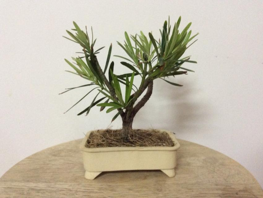 Shohin bonsai - Podocarpus macrophyllus  2017f72c80fa-a8c5-4640-b33d-40547dffeece