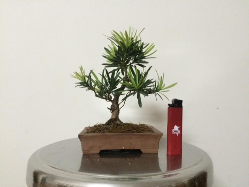 Shohin bonsai - Podocarpus macrophyllus  2017fd14acbb-3df2-4b4a-93cd-63984568e414