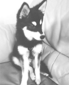 ¿Quien se queda el perro? *ONE sHOT'S* (Liam Payne & Tu) Parte III SUBIDA Tumblr_mk8w0sySsz1rwsbk0o1_250