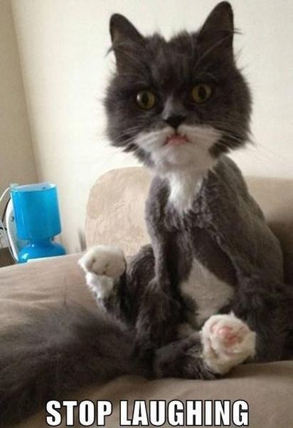 What A Unfortunate Looking Cat LOL! Tumblr_mmzygjn0IV1r0wqrdo1_500