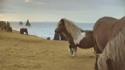 Horses in middle earth - Page 4 Tumblr_mjt03se7NR1s3oe2qo1_500