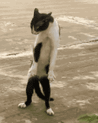 [PIC] Ảnh động hài về mèo~ Tumblr_mg2pxp4drh1s2pi0fo1_250