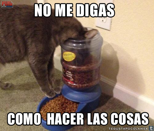 Cosas divertidas de gatos !!! - Página 7 Tumblr_n4o3wpAV0V1rqx5l9o1_500