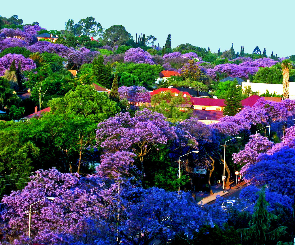  أشجار الجركراندا Jacaranda Tumblr_mlknesDGqo1qamlxyo1_1280