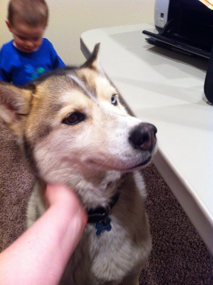 Locke the 6 year old Husky Tumblr_mi4vaqjmfu1qh2p0ro4_1280