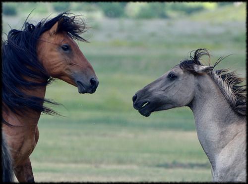 Quelles robes pour ces 2 chevaux Tumblr_lojmjySyzt1qdhwrfo1_500