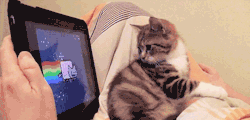 [PIC] Ảnh động hài hước về mèo~ (3)~ Tumblr_m3xno8oOiy1rtbmh0o1_250