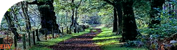 Bosque de Sherwood