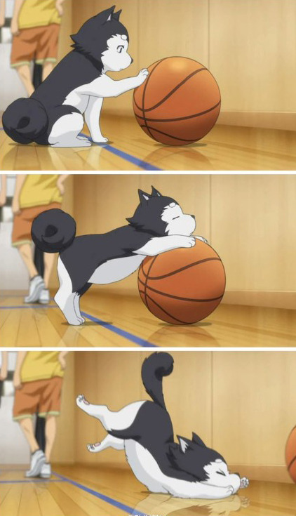 Great pictures of anime kuroko no basket Tumblr_m6xiikwt0r1qd1hvno1_500