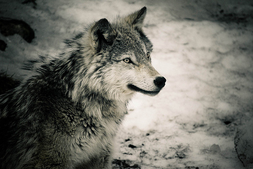 wolves - The Wolves of The Pack of Never Ending Winter - Please Adopt - Tumblr_mcgvtlAdZP1qlywlko1_500