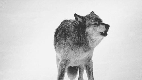 Element Tribes (Wolves) Tumblr_me2kzyPS5m1rig7vyo1_500