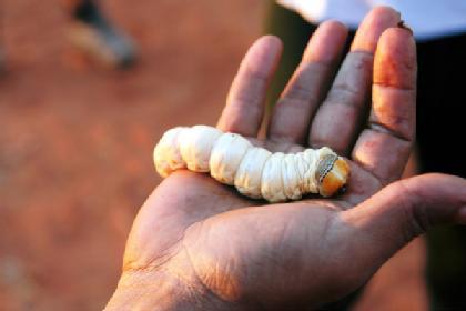 Aussie Bush Tucker - YES They Eat These!! 0UNbchwcco5atpzm00VxIRPXo1_500