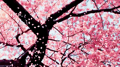 Les cerisiers en fleur ! Le Hanami. - Page 2 Tumblr_mg1c9jFo361rx46u5o1_500