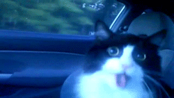 [PIC] Ảnh động hài về mèo~ (2)~ Tumblr_mieaya5DlI1riml7wo1_250