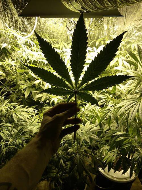 Prevent Disease: New Marijuana Ruling Shows the Age of Deception on the Most Medicinal Plant in the World is Coming to an End   Tumblr_mphztpZHnw1r30a95o1_500