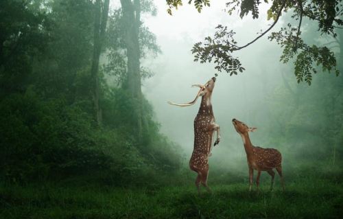 Requiem des Rois  ❝ Et l'angoisse, atroce, despotique, sur mon crâne incliné plante son drapeau noir. ❞ Tumblr_mfs0sgfMOg1qj9re9o1_500