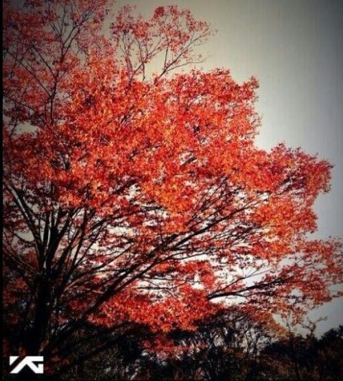 [18/11/2013][Update] Nhật kí Seungchan:" Shining Gold Light Out of Pretty Leaves " Tumblr_mwgn4xVC1q1qbfg54o1_500