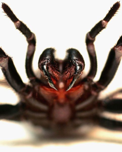 20 things you didn't know about spiders (pg 80) Tumblr_l2mykyocmS1qbkvb1o1_500