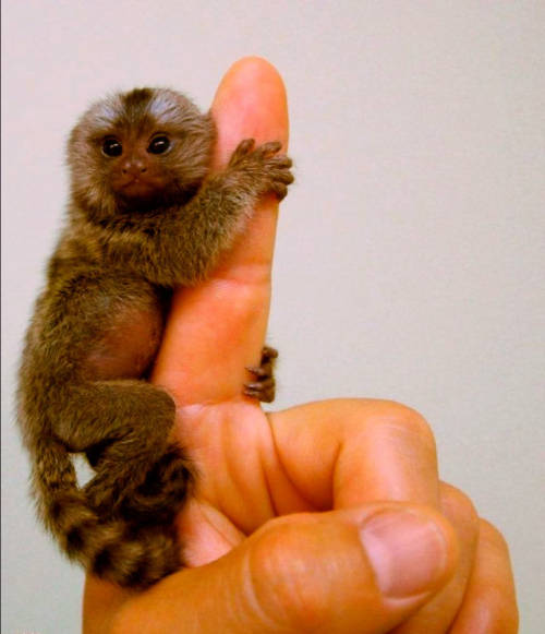    أصغر قرود العالم طوله فقط 13 سنتيمترا The world smallest monkey, the Pygmy Marmoset Tumblr_lh8x7hK4pf1qd45ayo1_500