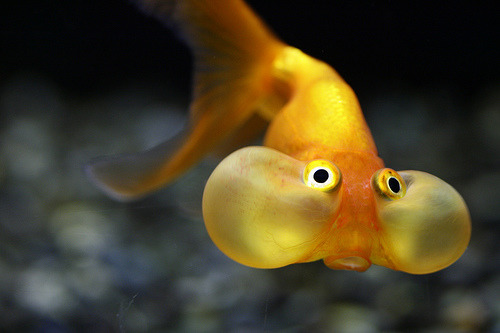 Carassius Auratus / Poissons rouges, globes, têtes de lions et autres voiles de Chine... Tumblr_lm2wprSWZq1qan19ko1_500