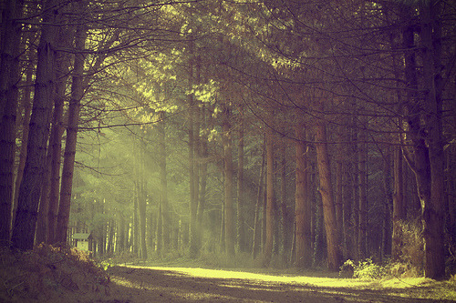 Bosque de la Luz ~ Tumblr_lwyft0X2Rr1qfb46yo1_500