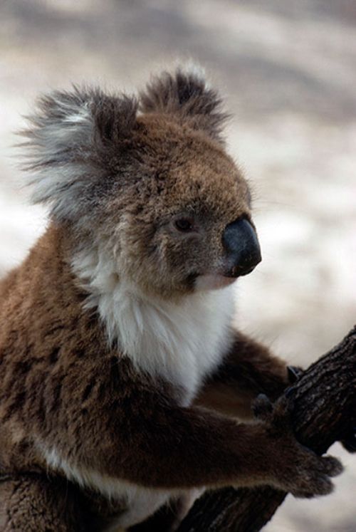 Koalas Tumblr_m3r4b2R5Px1r8h1lbo1_500