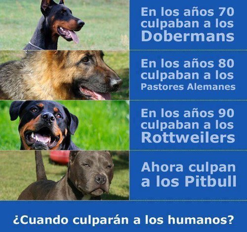 Pitbull, víctima o villano? - Página 4 Tumblr_m68lisTLIx1rn1scdo1_500