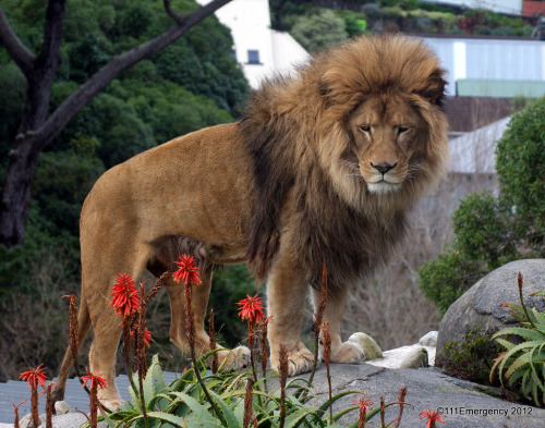Lavovi / Lions pictures Tumblr_m82bttwu7b1qargfho1_500
