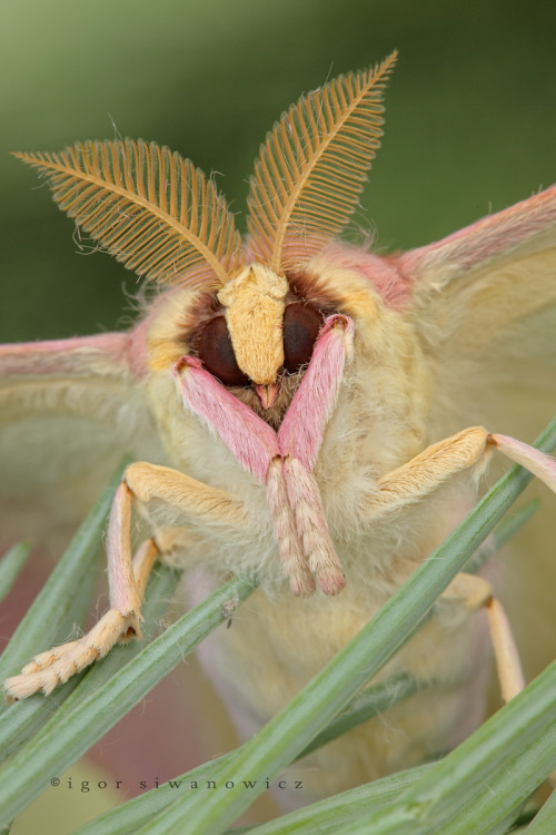 moths           Tumblr_m97mtx4V6j1r3m0hpo1_500