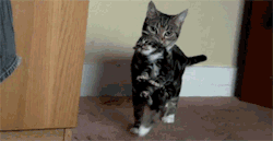 [PIC] Ảnh động hài về mèo~ (2)~ Tumblr_m9i0gz5S4U1rcnd1to1_250