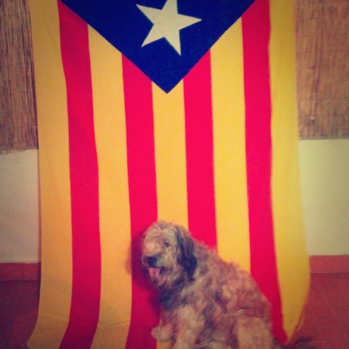 Por primera vez la mayoría de catalanes votaría "Sí" a la independencia - Página 5 Tumblr_ma797goErN1rbbs5fo1_500