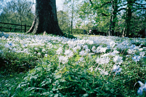    Jardín. - Página 4 Tumblr_md4qoz3IPh1r4ym9do1_500