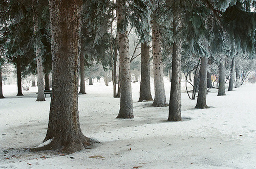 The forest. Tumblr_mdocc6yMZq1qhzpmao1_500